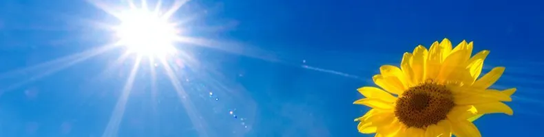 LILLORGANIC LILLORGANIC